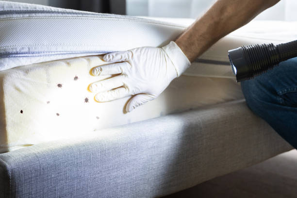 Best Ant Control Services  in Forest Heights, TX