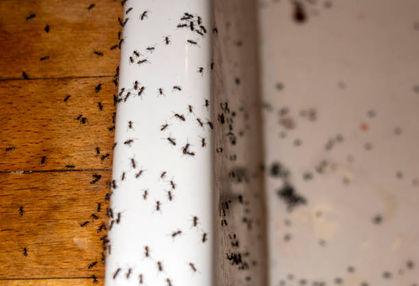 Best Pest Removal Services  in Forest Heights, TX