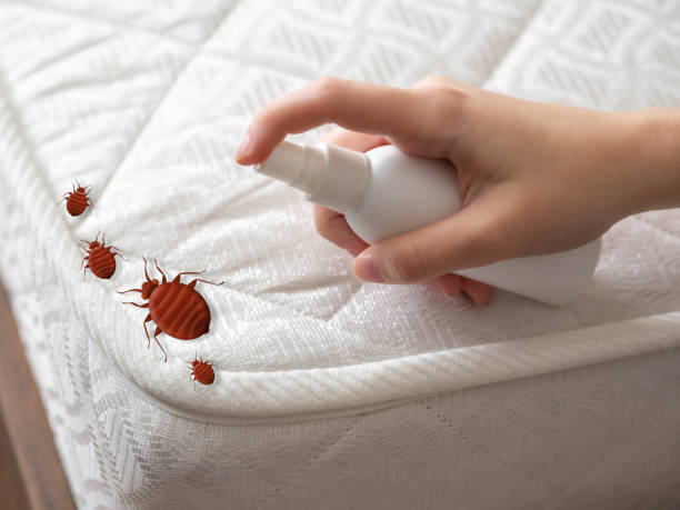 Best Insect Control  in Forest Heights, TX