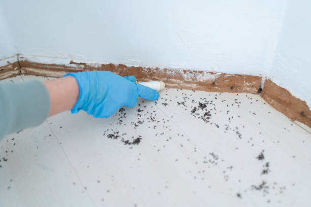 Best Ant Control Services  in Forest Heights, TX